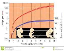 fetal development chart stock vector illustration of crown