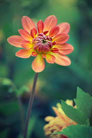 Flower Blumen Orange Blumen