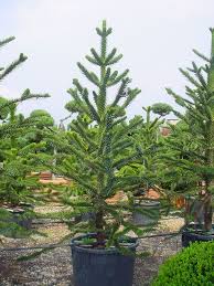 Die chilenische schmucktanne ist eine der ältesten pflanzen der erde. Araucaria Araucana Chilenische Schmucktanne Auraukarie Aus Chile Bzw Argentinien Eim Eher Kleiner Baum Der 6 8m Hoc Gartenpflanzen Pflanzen Kleine Baume