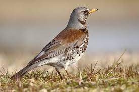 Die wacholderdrossel (turdus pilaris) ist eine vogelart aus der familie der drosseln (turdidae). Wacholderdrossel Foto Bild Natur Tiere Vogel Bilder Auf Fotocommunity