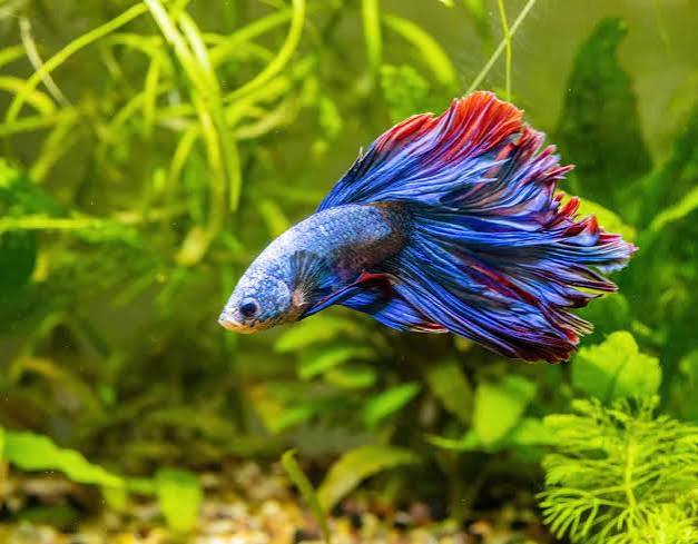 The 10 Best Pet Fish for Beginners | Chewy