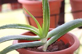 Image result for Aloe ballii