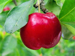 Common names also include barbados cherry, west indian cherry and wild crepe myrtle. How To Grow Acerola Cherries