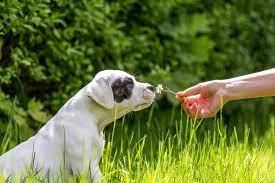 Check spelling or type a new query. What Can I Give My Dog For Allergies Pet Life Today