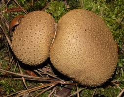 Image result for Scleroderma citrinum