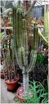 Image result for Litanthus pusillus