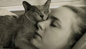 How treatment-resistant feline IBS symptoms healed in one month (not just  by food)