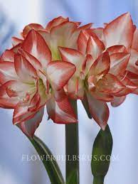 Amaryllis Double Record Amaryllis Amaryllis Flowers Amaryllis Bulbs