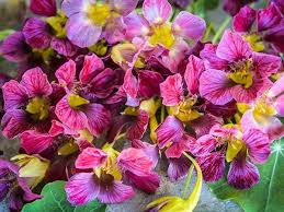 Image result for Nasturtium
