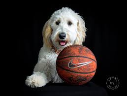 Agility trial photos with Canon 70-200mm lens