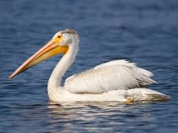 Pelicans are one of the largest birds. American White Pelican Identification All About Birds Cornell Lab Of Ornithology