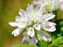Image result for Trifolium polystachyum