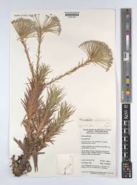 Image result for Eriocaulon bongense