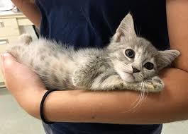Before adopting a cat, find out what declawing actually means. St Louis Mo Manx Meet Harley Quinn A Pet For Adoption