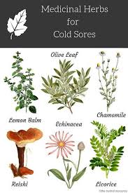 Medicinal Plants Herbs Medicinal Herbs For Cold Sores Herbal Remedies Are A Time Honored Approach To Treat Many Di Medicinal Plants Herbalism Medicinal Herbs