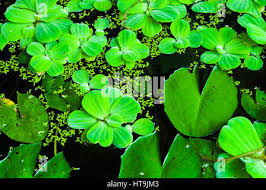 Image result for Antopetitia abyssinica