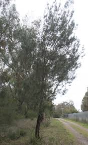Image result for Casuarina littoralis