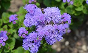 Image result for Ageratum