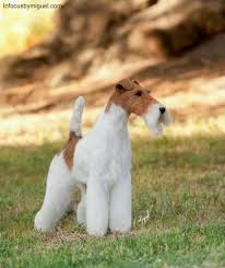 Sweet Sky The Wire Fox Terrier Wire Fox Terrier Fox Terrier Wirehaired Fox Terrier