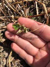 Check spelling or type a new query. Spring Scouting Of Alfalfa Field Crop News