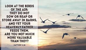 Look At The Birds Of The Air Nlt Pin On It S A God Thing