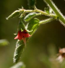 Image result for Malvaceae: Byttnerioideae, Helicteroideae