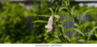 Image result for Pedaliaceae