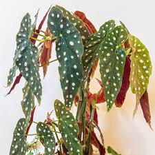 Image result for Begonia rostrata