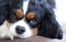 We did not find results for: Cavalier King Charles Spaniel Description Energy Level Health