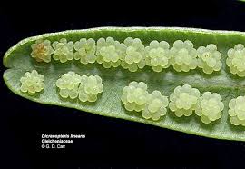 Image result for Gleicheniaceae