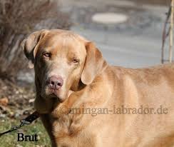 Silver, charcoal & champagne labradors catch a lot of attention!! Leitziel Unserer Labrador Zucht Mingan Labrador Labradore In Silber Charcoal Champagner Braun