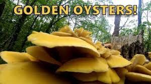 Check spelling or type a new query. Golden Oyster Mushrooms Youtube