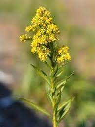 Solidago Sempervirens Seaside Goldenrod Sempervirens Bee Garden Goldenrod