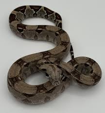 Image result for Loxodera bovonei