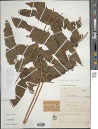 Image result for Blotiella currorii