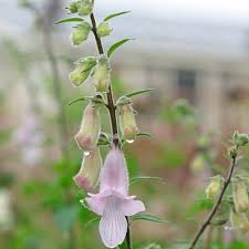 Image result for Ceratotheca triloba