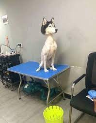 Shaved Husky Dogs Know Your Meme