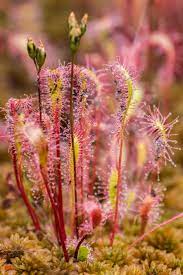 Amazing Discovery Sundew Carnivorous Plant Alaska Plantas Carnivoras Plantas Estranhas Jardinagem E Decoracao