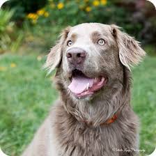 Black And White Chesapeake Bay Retriever Image Result For Chesapeake Bay Retriever Mix Unique Dog Breeds Retriever Mix Old Golden Retriever