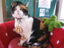 The 40 Most Famous Cats In The World Ever Tuxedo Cat