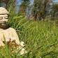 Buddhism for Beginners: a 6-night retreat at The Barn event image