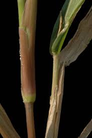 Image result for Urochloa rugulosa
