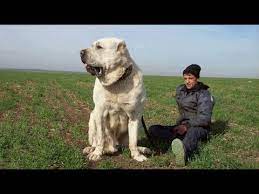 The alabai is an immensely strong dog breed. Alabay Alabaj Alabai Youtube