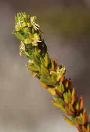 Image result for Anthospermum whyteanum