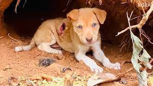 Save A Dog Treatment Of Maggot Wound- #SHARE And Facebook, 60% OFF