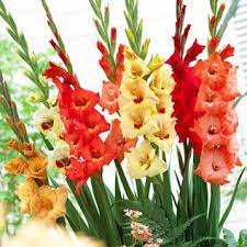 Sunrise Gladiolus Mix Gladiolus Bulbs Bulb Flowers Gladiolus