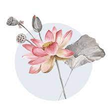 After all, these delicate flowers are commonly associated with rebirth and purity. Lotus Flower Meaning In Christianity Symbolshub Org