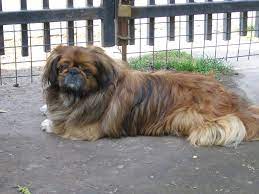 pekinczyk sacrum lew buddy encyklopedia material na wykladzie pekines porody sobak sobaki