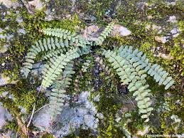 Image result for Asplenium preussii