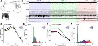 Entdecke rezepte, einrichtungsideen, stilinterpretationen und andere ideen zum ausprobieren. State Dependent Brainstem Ensemble Dynamics And Their Interactions With Hippocampus Across Sleep States Elife